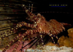 Marbled shrimp - Saron marmoratus_ by Dennis Chen 